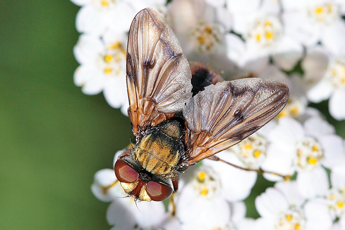 Tachinidae da determinare